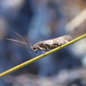 Lasiosticha opimella at Aranda Bushland - 31 Mar 2024