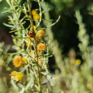 Coccinella transversalis at QPRC LGA - suppressed