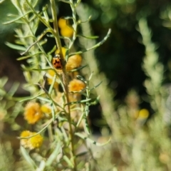 Coccinella transversalis (Transverse Ladybird) at Bungendore, NSW - 31 Mar 2024 by clarehoneydove
