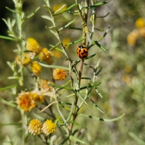 Coccinella transversalis at QPRC LGA - suppressed