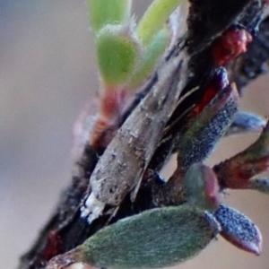 Leptozestis and Trachydora (genera) at Aranda Bushland - 31 Mar 2024