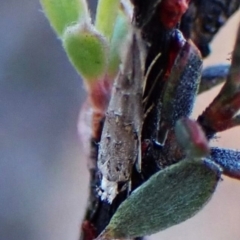 Leptozestis and Trachydora (genera) at Aranda Bushland - 31 Mar 2024