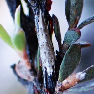 Leptozestis and Trachydora (genera) at Aranda Bushland - 31 Mar 2024