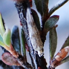 Leptozestis and Trachydora (genera) at Aranda Bushland - 31 Mar 2024