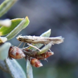 Leptozestis and Trachydora (genera) at Aranda Bushland - 31 Mar 2024