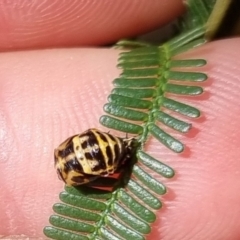 Harmonia conformis (Common Spotted Ladybird) at Bungendore, NSW - 31 Mar 2024 by clarehoneydove