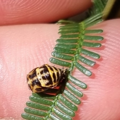 Harmonia conformis (Common Spotted Ladybird) at Bungendore, NSW - 31 Mar 2024 by clarehoneydove