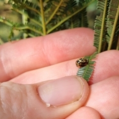 Harmonia conformis at QPRC LGA - suppressed