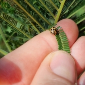 Harmonia conformis at QPRC LGA - suppressed