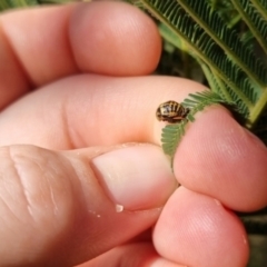 Harmonia conformis at QPRC LGA - suppressed