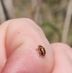 Micraspis frenata (Striped Ladybird) at Bungendore, NSW - 31 Mar 2024 by clarehoneydove