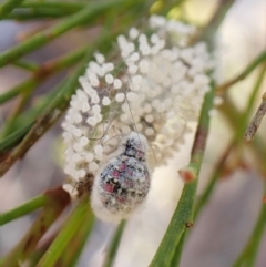 Anestia semiochrea at Aranda Bushland - 31 Mar 2024