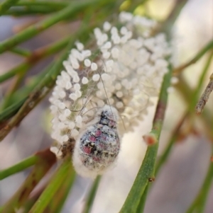 Anestia semiochrea at Aranda Bushland - 31 Mar 2024