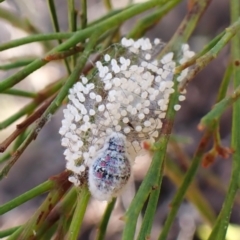 Anestia semiochrea at Aranda Bushland - 31 Mar 2024