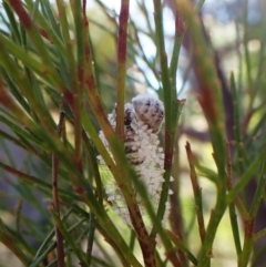 Anestia semiochrea at Aranda Bushland - 31 Mar 2024