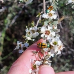 Castiarina scalaris (Scalaris jewel beetle) at Bungendore, NSW - 19 Jan 2024 by clarehoneydove