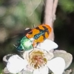 Castiarina scalaris at QPRC LGA - suppressed