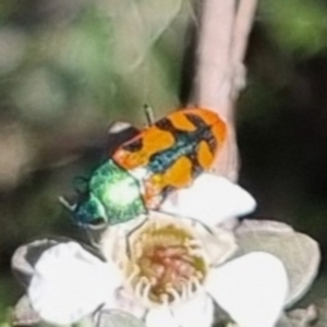 Castiarina scalaris at QPRC LGA - suppressed