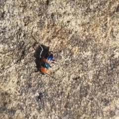 Dicranolaius bellulus (Red and Blue Pollen Beetle) at QPRC LGA - 31 Mar 2024 by clarehoneydove
