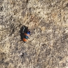 Dicranolaius sp. (Flower beetle) at Bungendore, NSW - 31 Mar 2024 by clarehoneydove