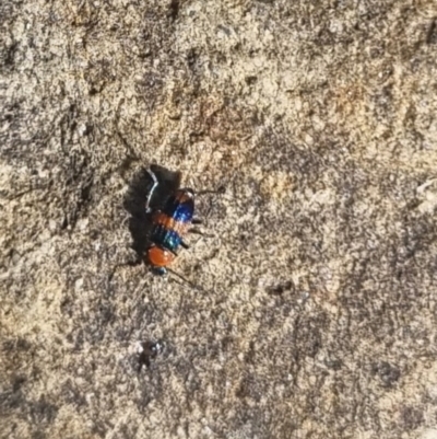 Dicranolaius bellulus (Red and Blue Pollen Beetle) at QPRC LGA - 31 Mar 2024 by clarehoneydove