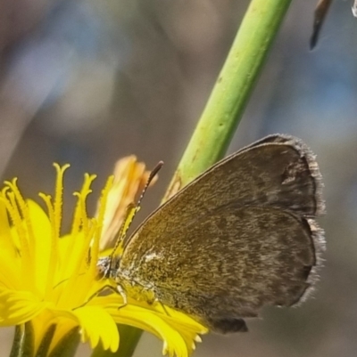 Zizina otis (Common Grass-Blue) at Bungendore, NSW - 31 Mar 2024 by clarehoneydove