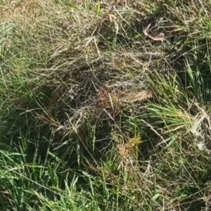 Heteronympha paradelpha at QPRC LGA - 31 Mar 2024