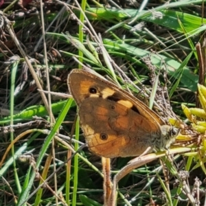 Heteronympha paradelpha at QPRC LGA - 31 Mar 2024