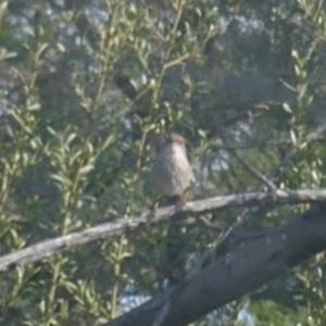 Malurus cyaneus at Lyons, ACT - 30 Mar 2024 04:02 PM