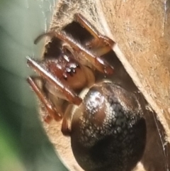 Unidentified Orb-weaving spider (several families) at Bungendore, NSW - 30 Mar 2024 by clarehoneydove