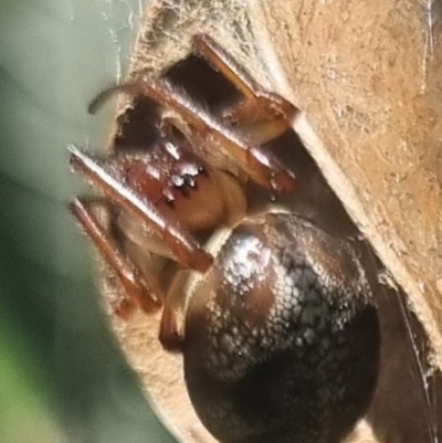 Unidentified Orb-weaving spider (several families) at Bungendore, NSW - 30 Mar 2024 by clarehoneydove