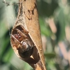 Phonognathidae (family) at QPRC LGA - 31 Mar 2024