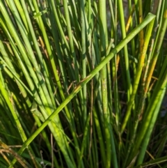 Schoenoplectus validus (River Club-rush) at Hackett, ACT - 31 Mar 2024 by WalterEgo