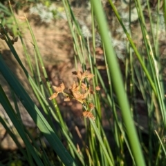 Schoenoplectus tabernaemontani at Hackett, ACT - 31 Mar 2024