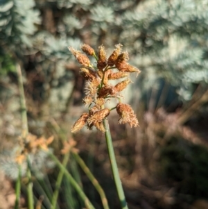 Schoenoplectus tabernaemontani at Hackett, ACT - 31 Mar 2024 05:09 PM