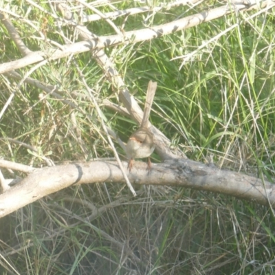 Malurus cyaneus (Superb Fairywren) at Lyons, ACT - 30 Mar 2024 by ran452