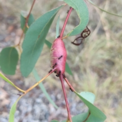 Unidentified Eucalyptus Gall at Higgins, ACT - 30 Mar 2024 by Untidy