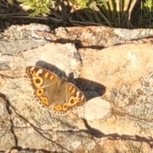 Junonia villida at QPRC LGA - 31 Mar 2024