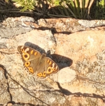 Junonia villida (Meadow Argus) at QPRC LGA - 31 Mar 2024 by clarehoneydove