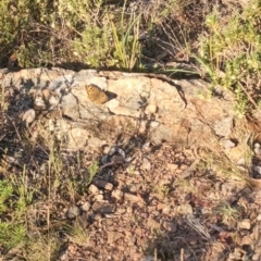 Junonia villida at QPRC LGA - 31 Mar 2024