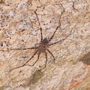 Megadolomedes australianus at Namadgi National Park - 31 Mar 2024 12:26 PM