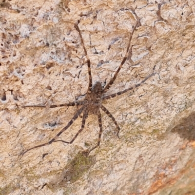 Megadolomedes australianus (Giant water spider) at Rendezvous Creek, ACT - 31 Mar 2024 by WalkYonder