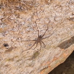 Megadolomedes australianus at Namadgi National Park - 31 Mar 2024 12:26 PM