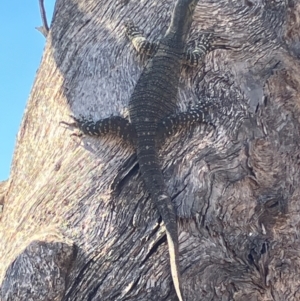 Varanus varius at Fentons Creek, VIC - suppressed