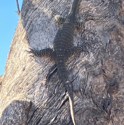 Varanus varius at Fentons Creek, VIC - 31 Mar 2024 by KL