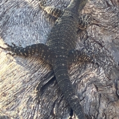 Varanus varius at Fentons Creek, VIC - suppressed