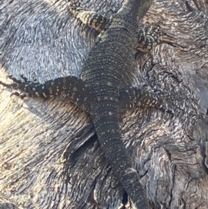 Varanus varius at Fentons Creek, VIC - suppressed