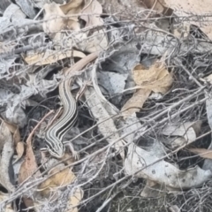 Ctenotus taeniolatus (Copper-tailed Skink) at Bungendore, NSW - 31 Mar 2024 by clarehoneydove