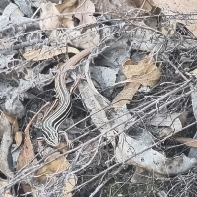 Ctenotus taeniolatus (Copper-tailed Skink) at Bungendore, NSW - 31 Mar 2024 by clarehoneydove