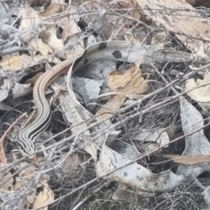 Ctenotus taeniolatus at QPRC LGA - 31 Mar 2024